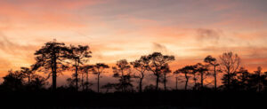 sunset-in-bog