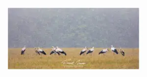 Kured vihmas