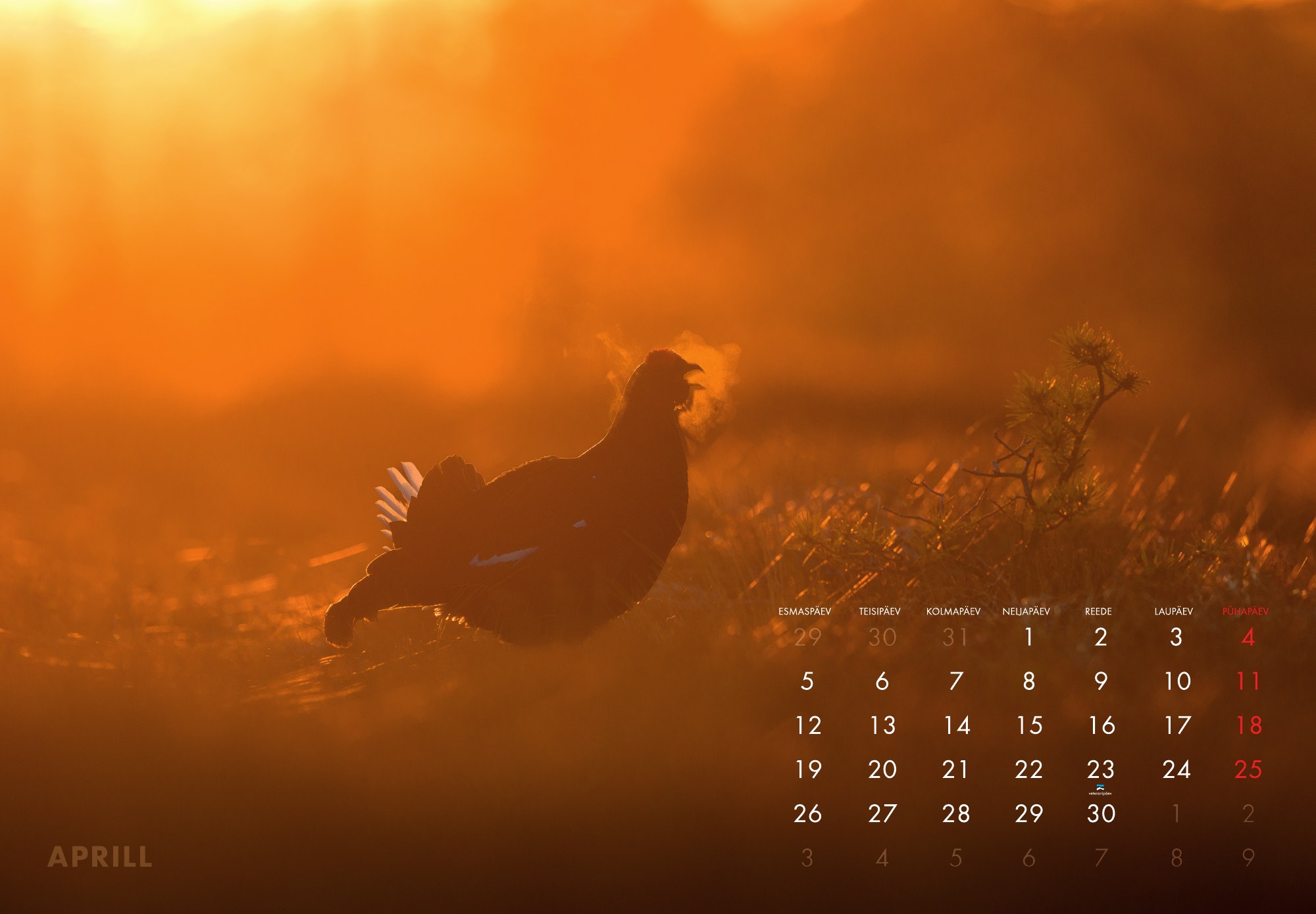 A3 fotokalender 2027 - Pilt 6